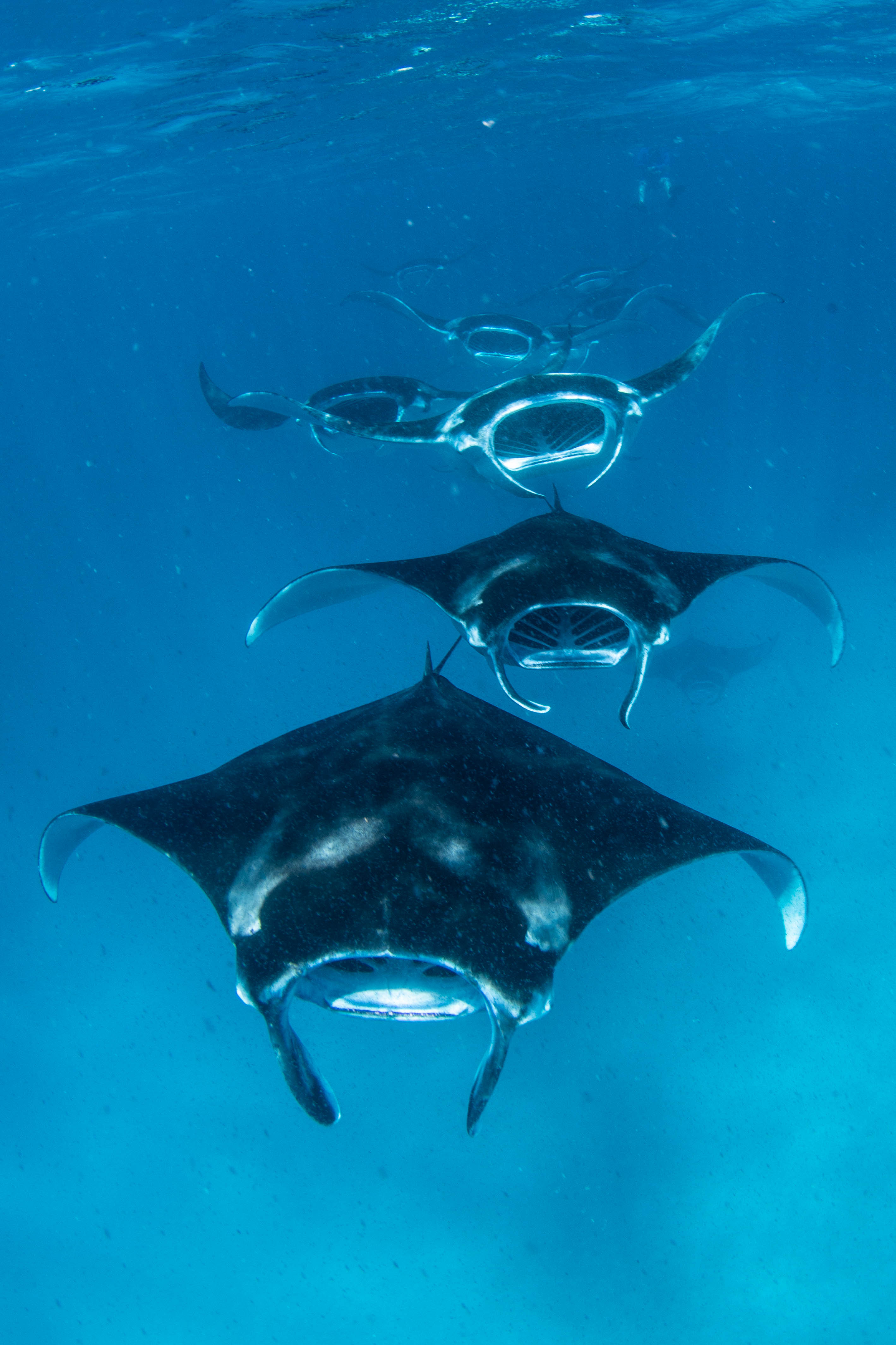 Chain feeding mantas Maldives 2018 Simon Hilbourne