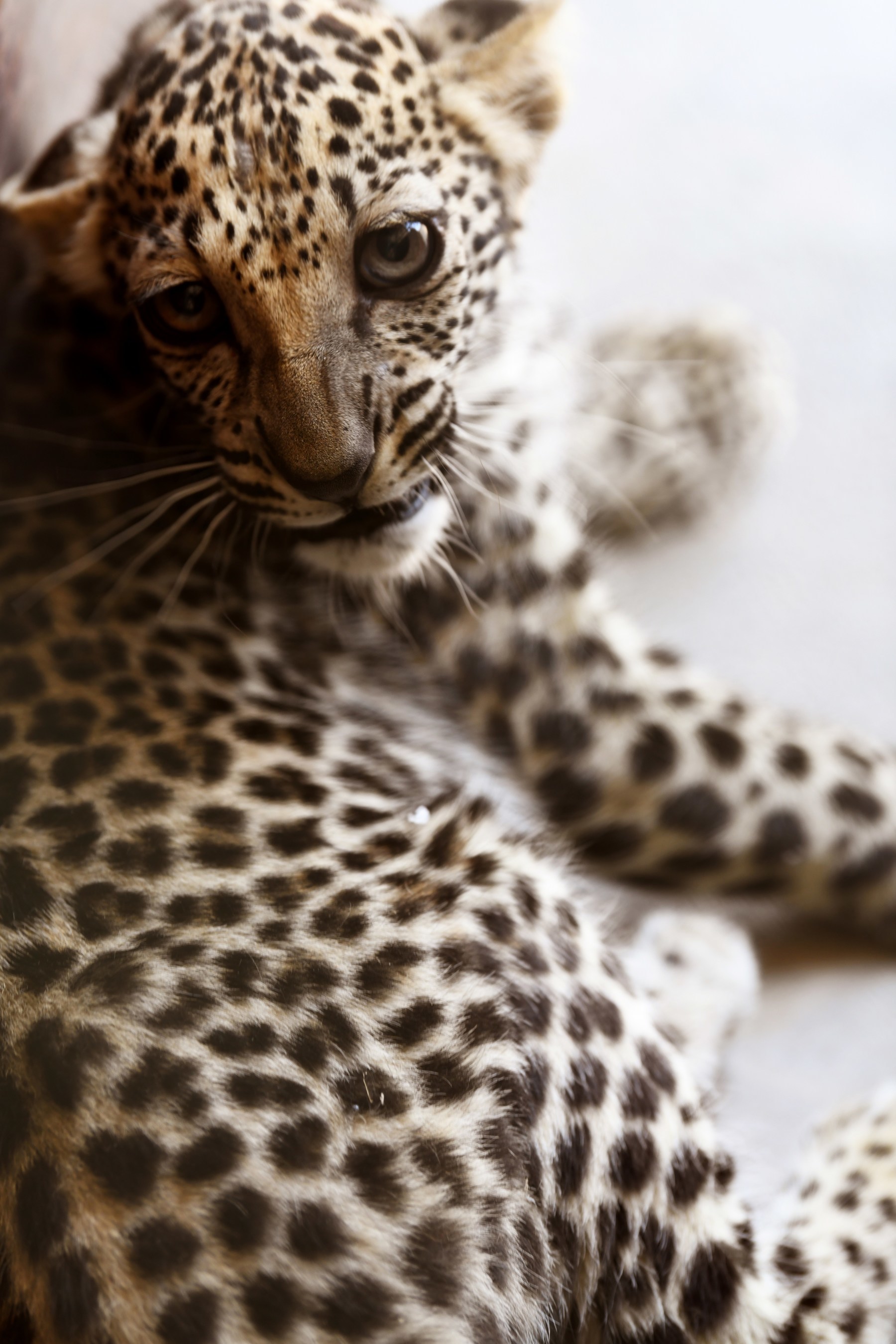 RCU Arabian Leopard 1