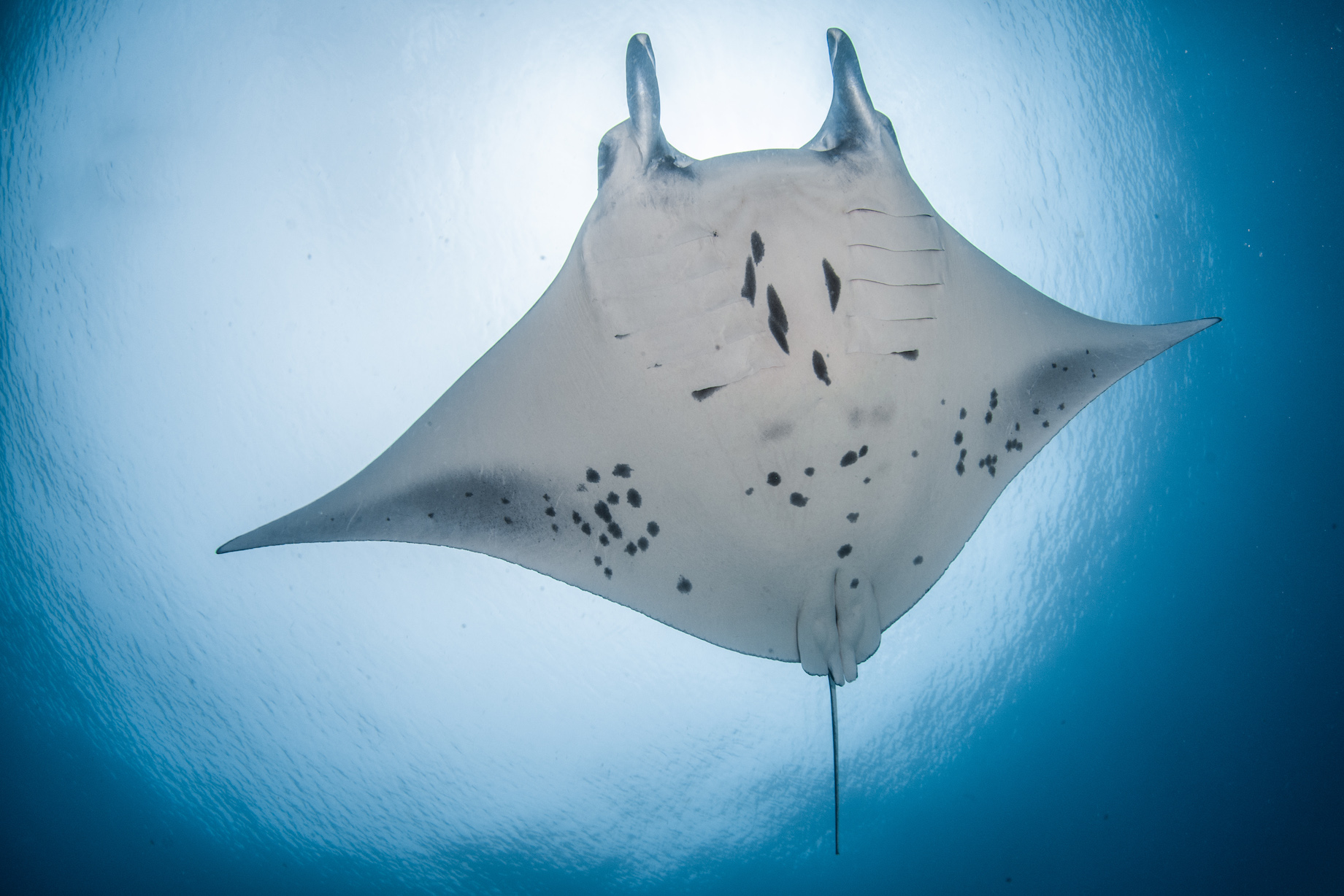 Reef manta ID Maldives 2019 Simon Hilbourne