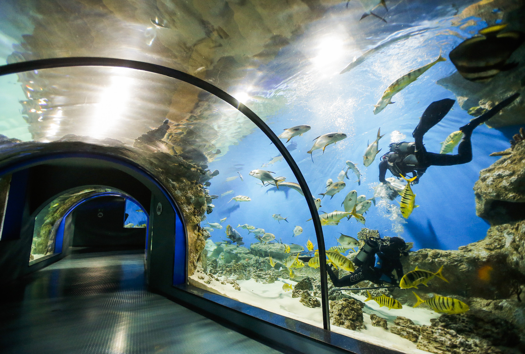 Oceanarium 