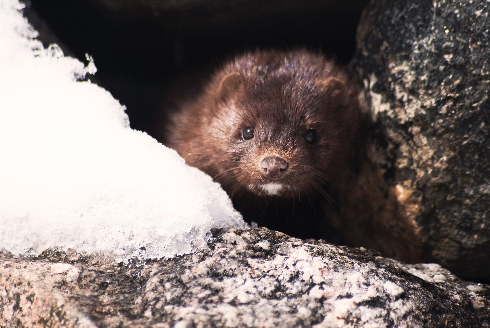 mink 1394881 1920