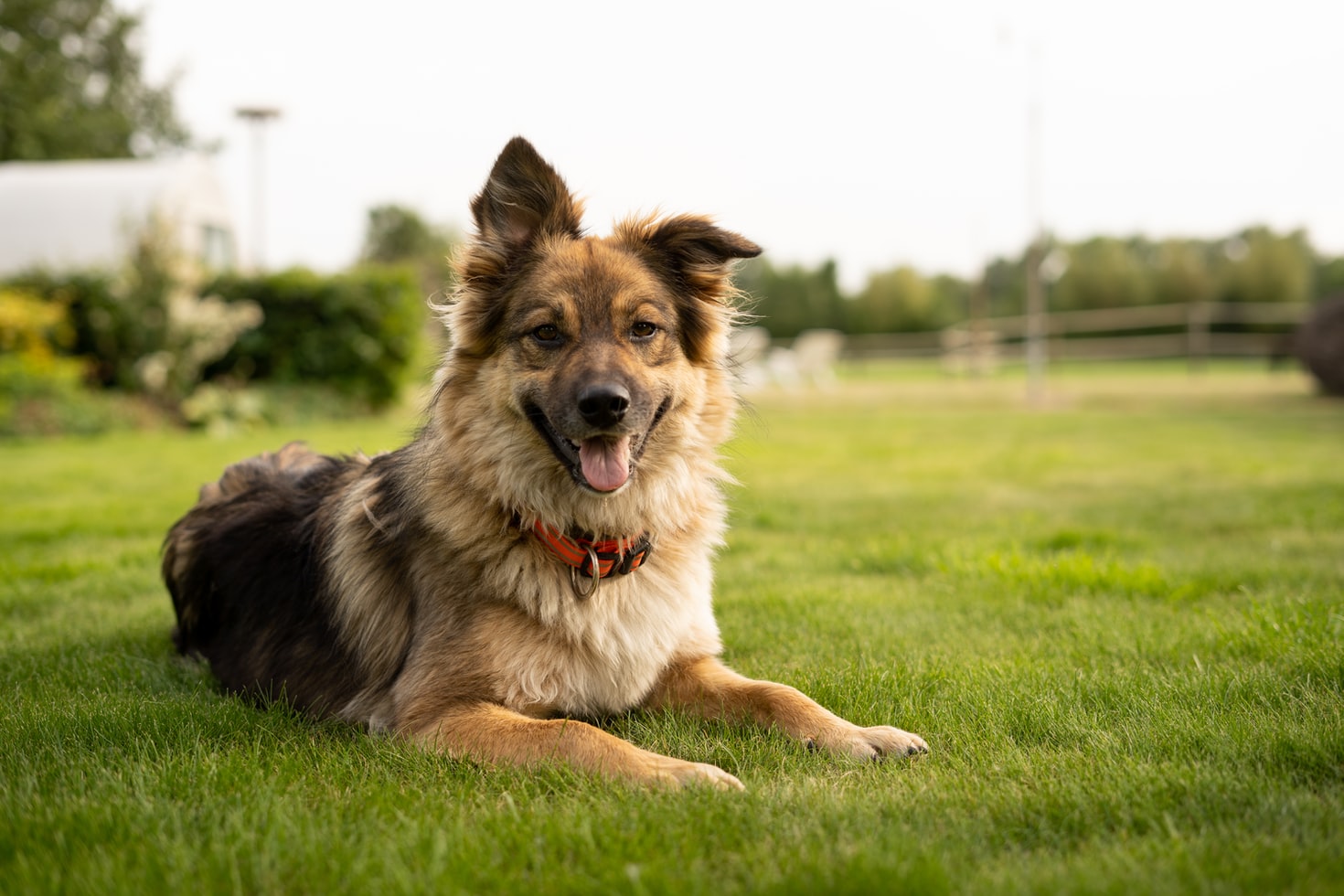  border collies and kelpies 
